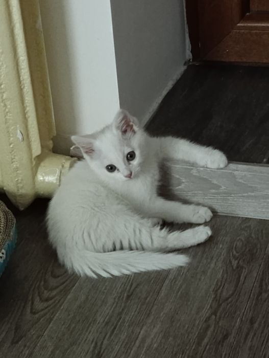 Ищу дом для котенка в Алмате