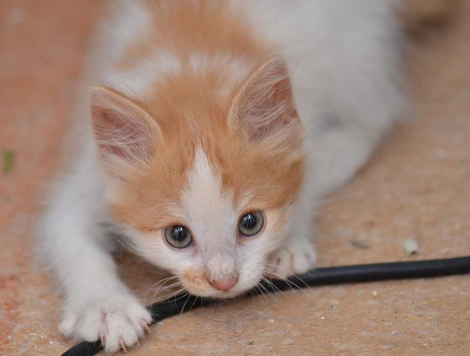 Котята красивые в добрые руки, отдам