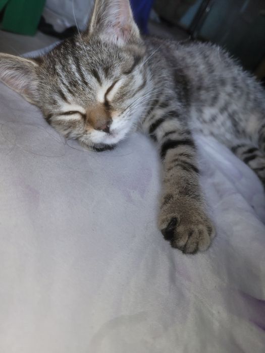 Отдам котенка девочка