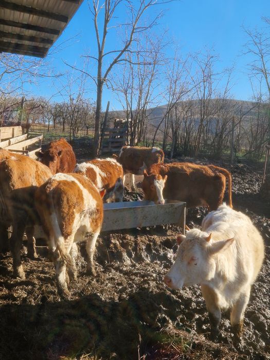 Vand animale de la vitei la vaci ci vitei angus si baltate 40 de bucat
