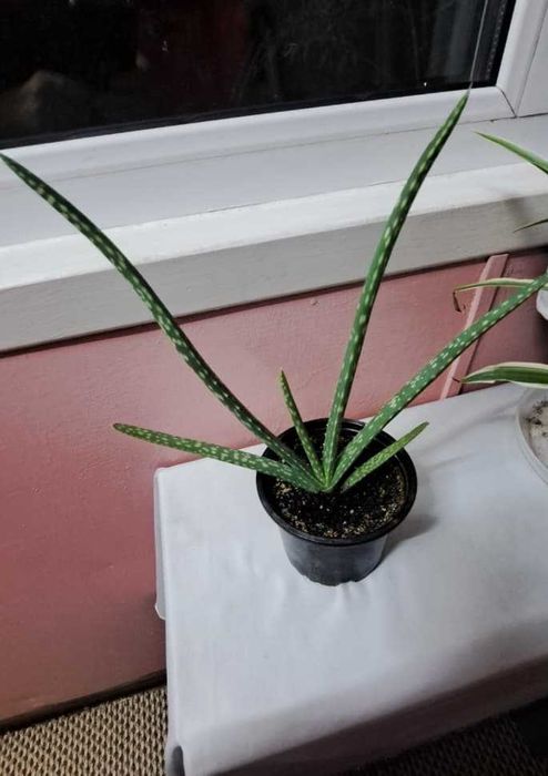 Продам алоэ Вера,лечебное.