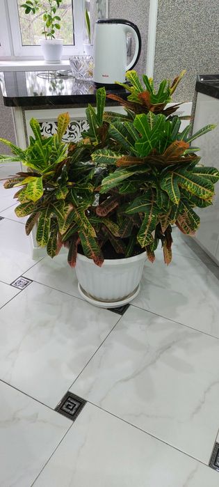 Комнатное растение