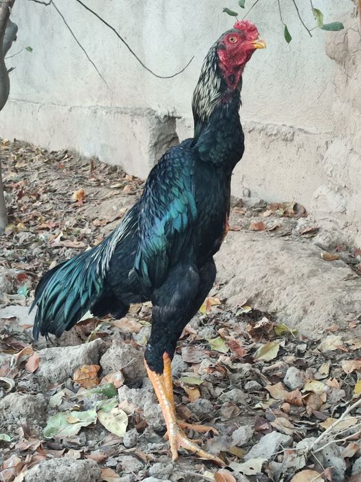 Корея Тоза зот бокувчилар учун Тухум жужалари сотилади куланги dakan