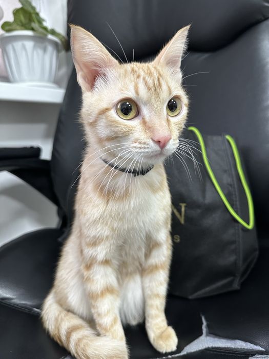 Ищет надежные руки