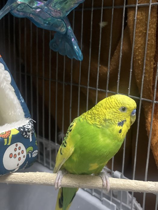 попугай мальчик