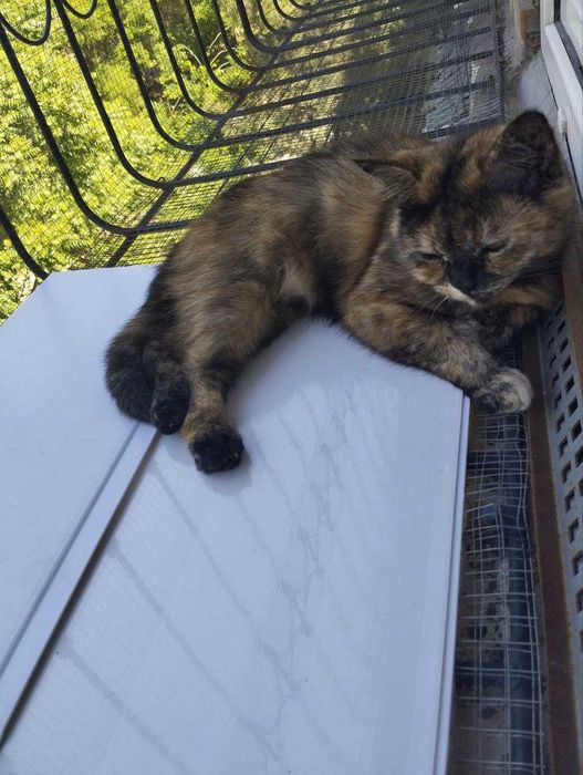 Отдам кошку в хорошие руки