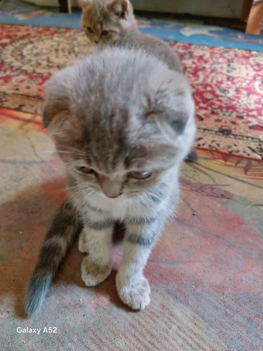 Продаю домашную котёнка
