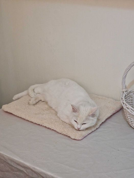 Кошки ищут хороший дом