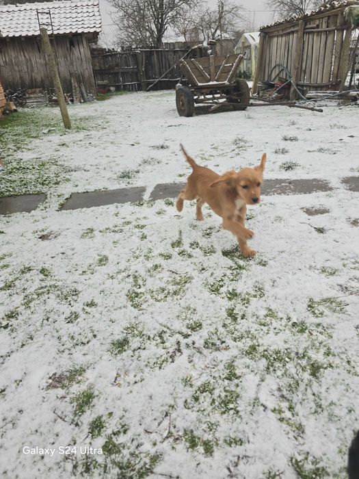 Koker na tiri meseca ima vaksini