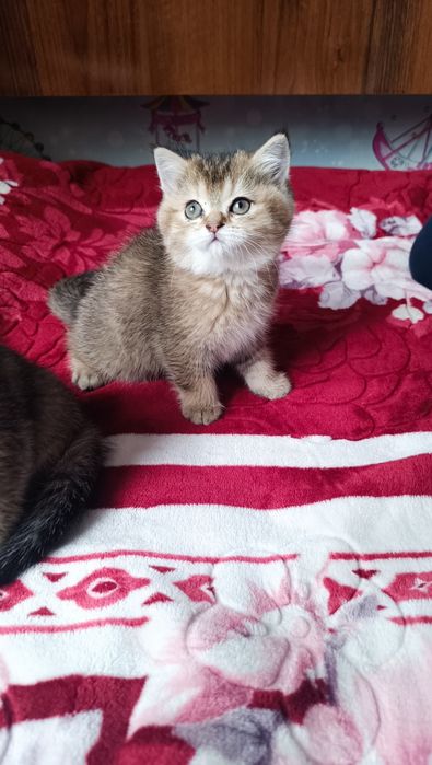 мушук болачалари сотилади