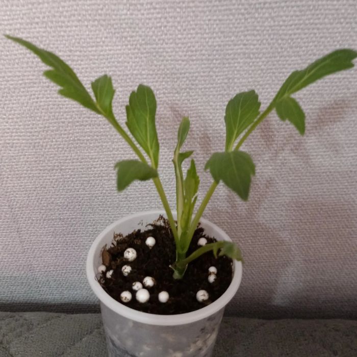 Георгина бордюрная