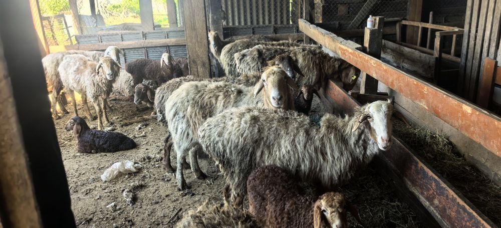 Сатылатын қозылы қойлар бар