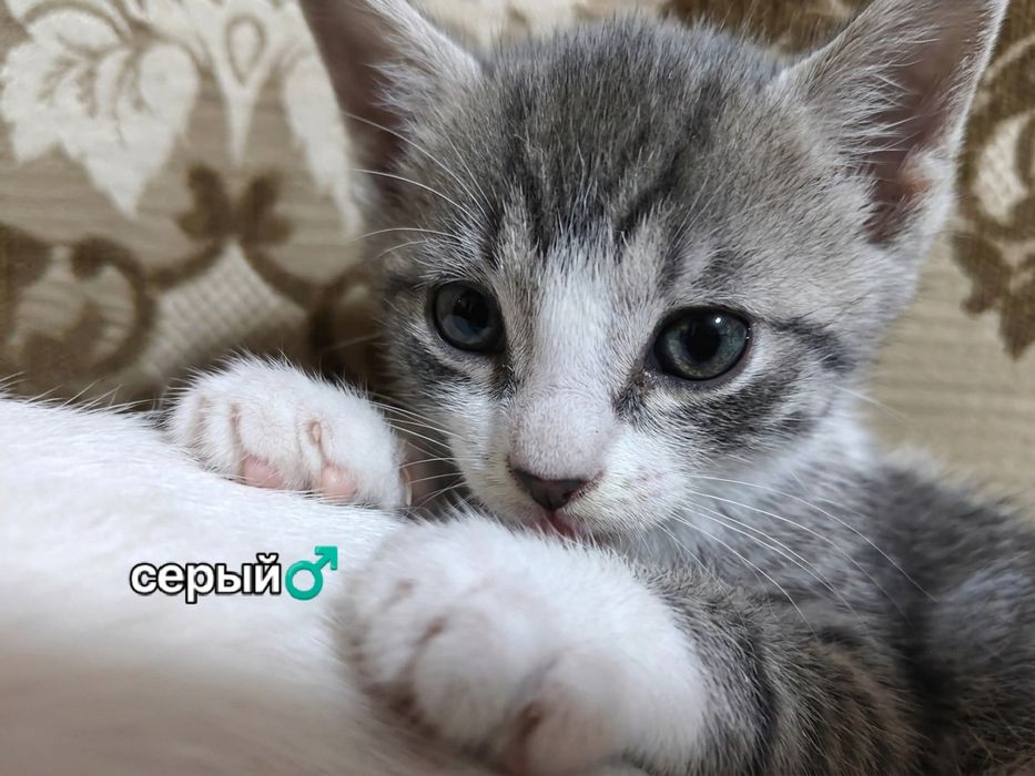 Отдаем котят в добрые руки