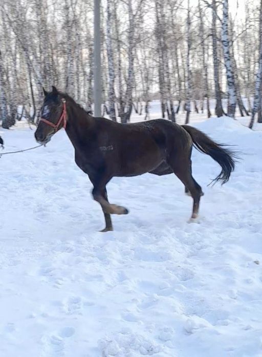 Кобылка на племя.