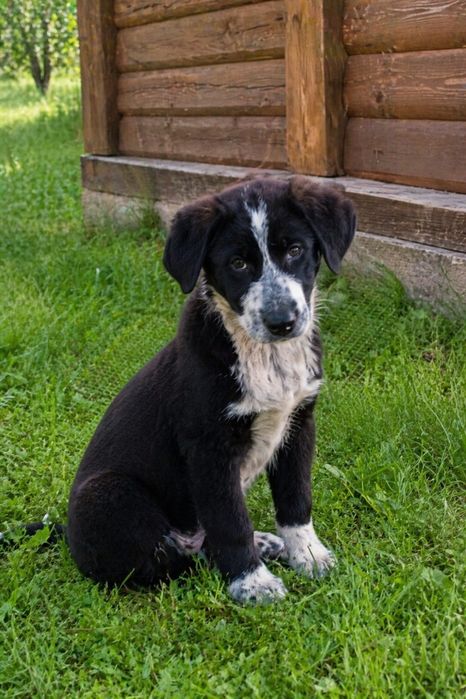 Щенки метисы бесплатно