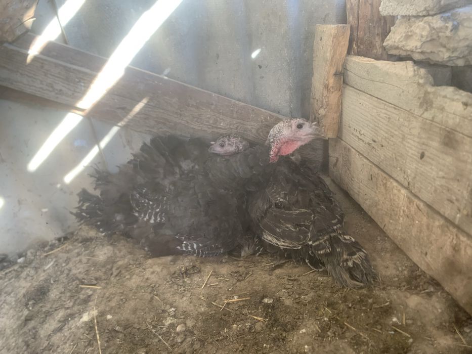 Күрік индюктер сатылады