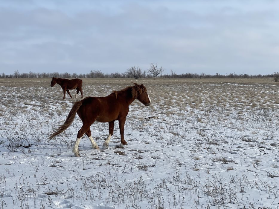 Жақсы айғыр 7-8 ж./ Жеребец 7-8 лет