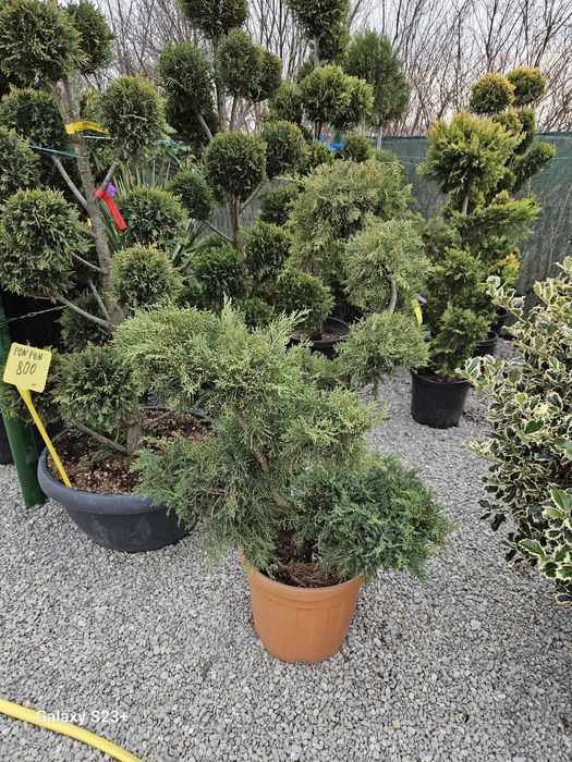 Vindem plante ornamentale de foarte buna calitate