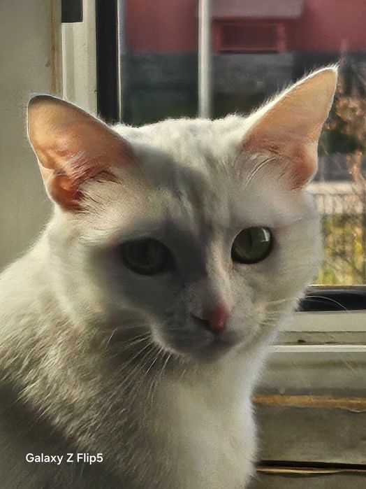 Отдам кошку в хорошие руки.