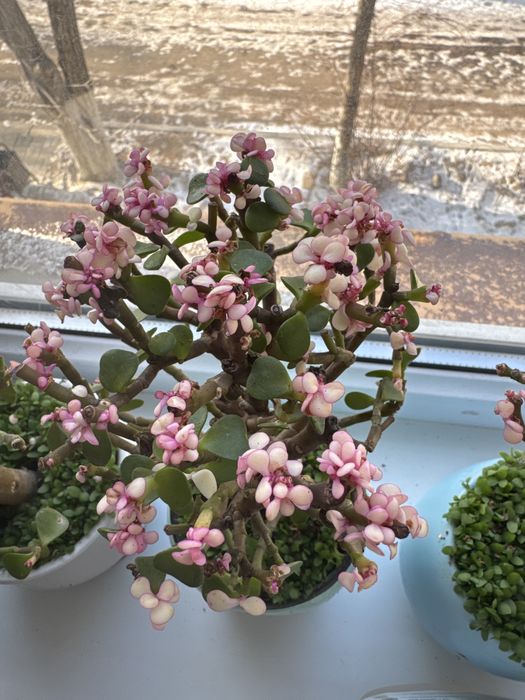 Продам комнатные растение