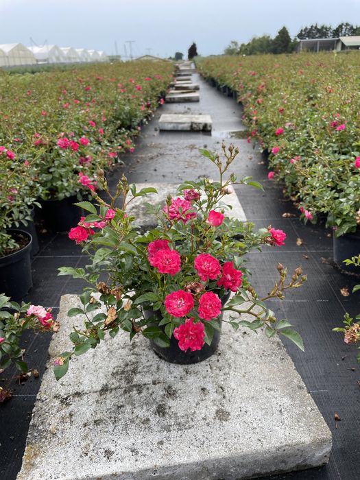 Trandafiri de toate culorile