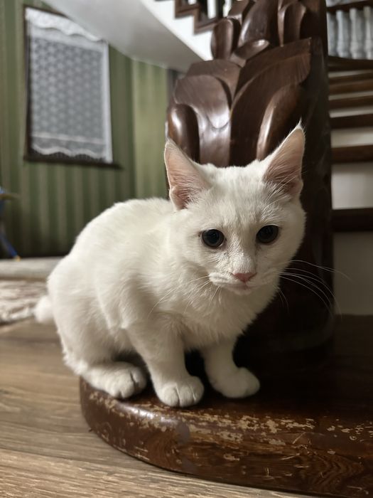 Котик в хорошие руки