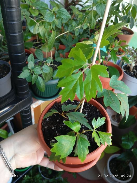 Продам растения комнатные