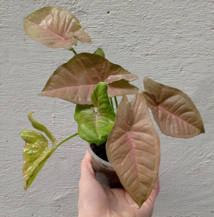 Сингониум Неон Пинк. Цветы для дома.