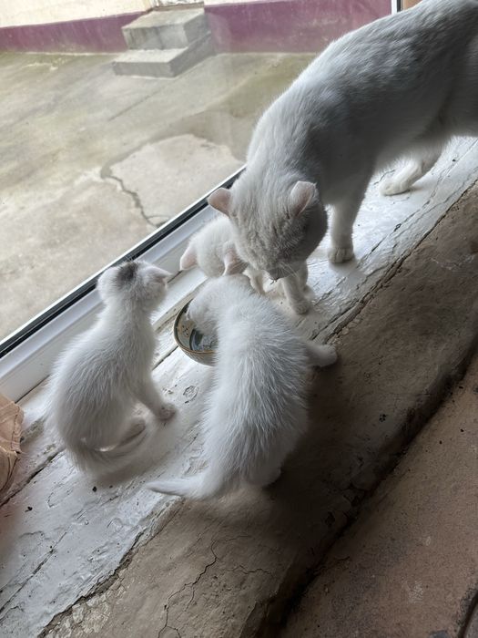 Котята породистые