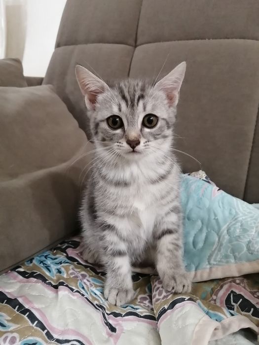 Отдам котят в добрые руки 2мес