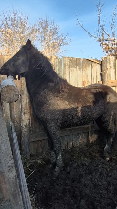 Продаётся жеребец полутяж