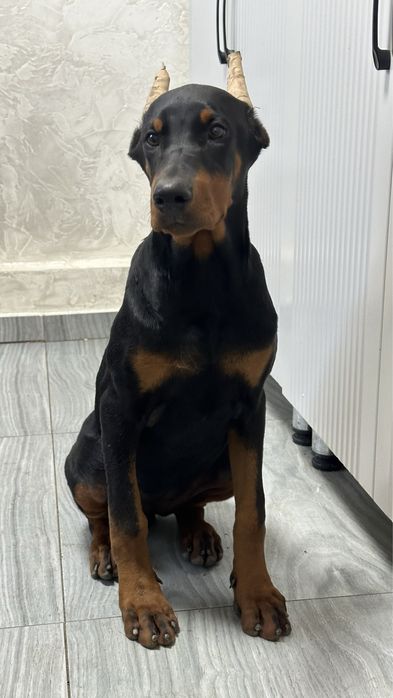 Щенок добермана девочка