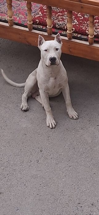 Vyazka uchun Amerkanskiy Pit bull