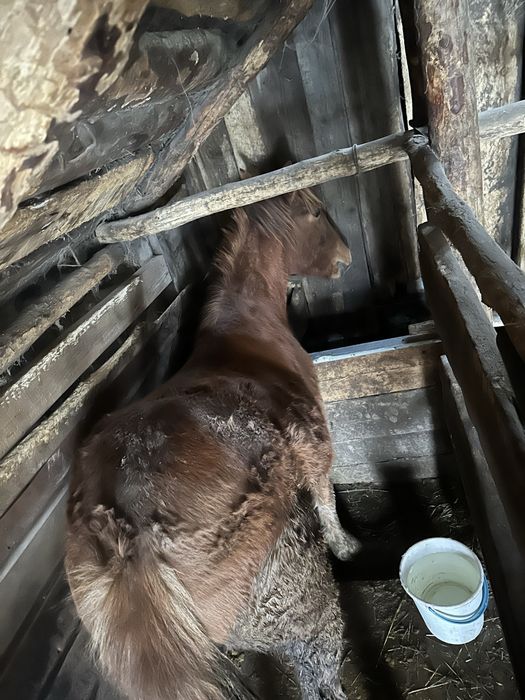 Продам откормленного тая