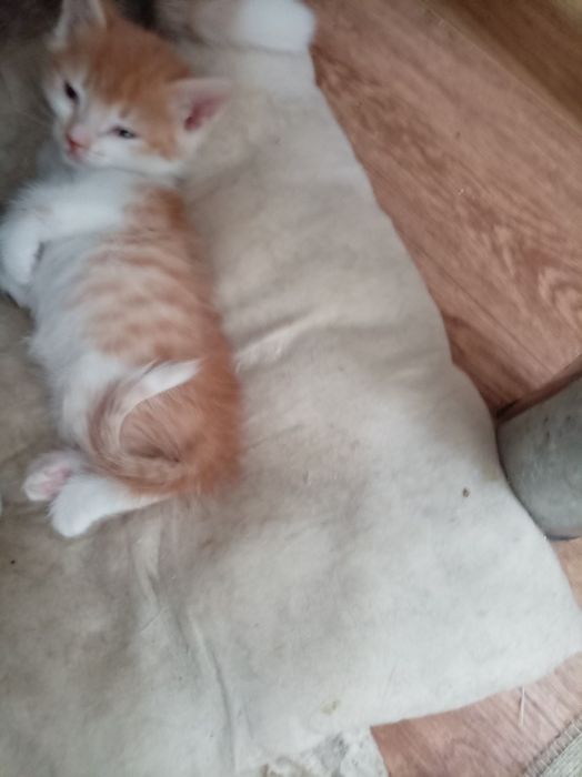 Рыжик, мальчик, 1,2 мес,