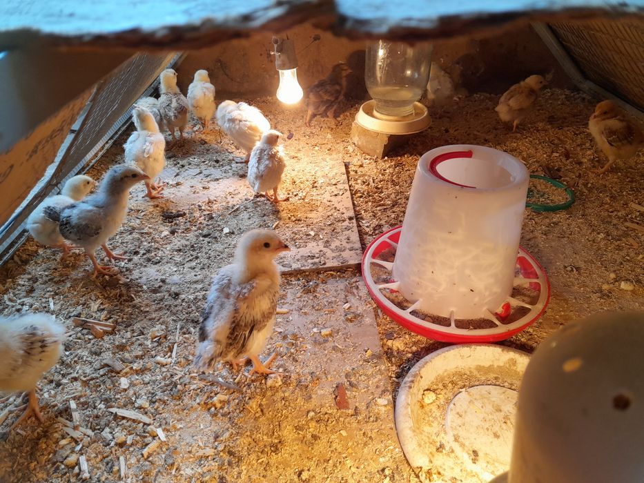 3 недедьные Цыплята