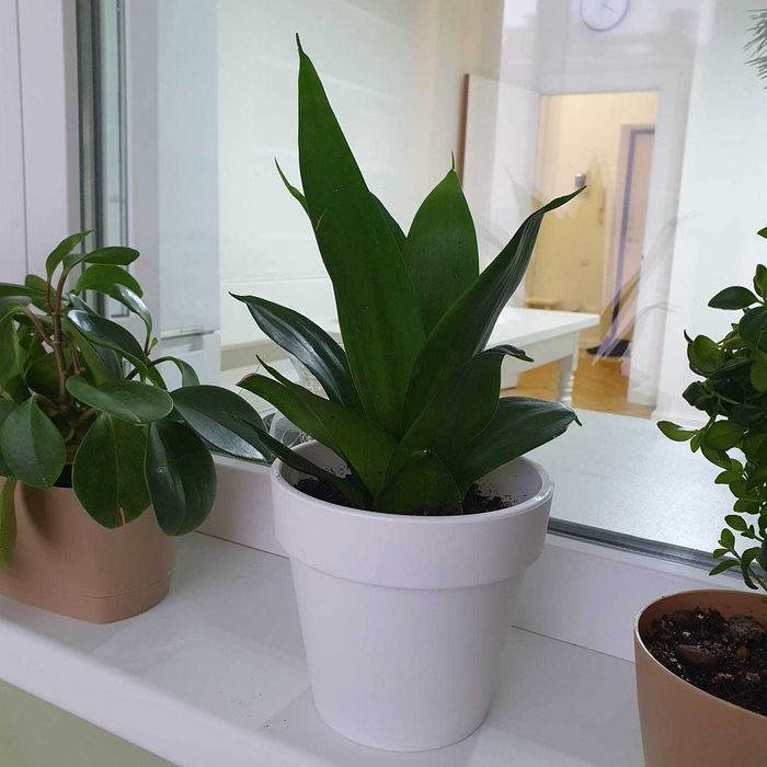 Цветок. Комнатное растение. Сансевиерия Блэк Даймонд.