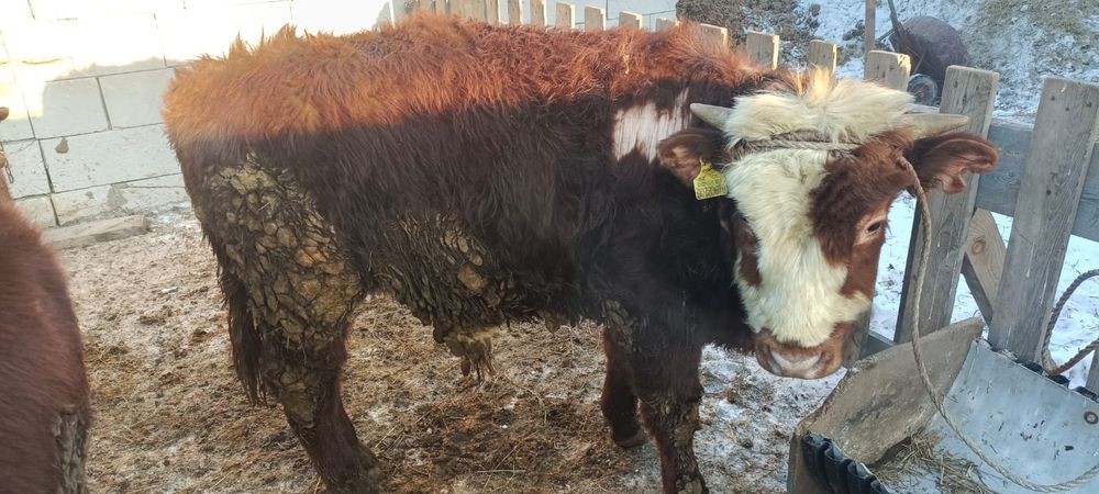 Продам бычка и тая