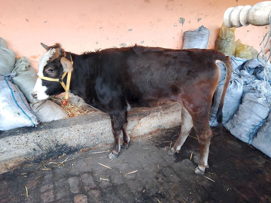 Shivet xunajin sotiladi zotdor