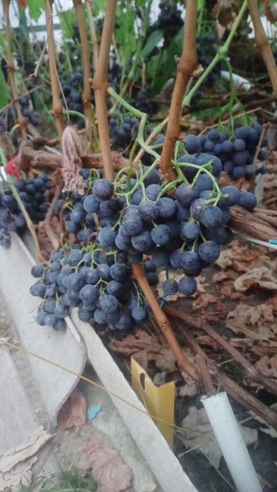 Продам столовый домашний виноград.