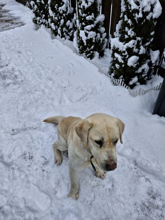 Donez caine rasa Labrador