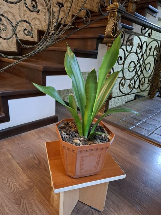 Сансевиерия . Продаётся