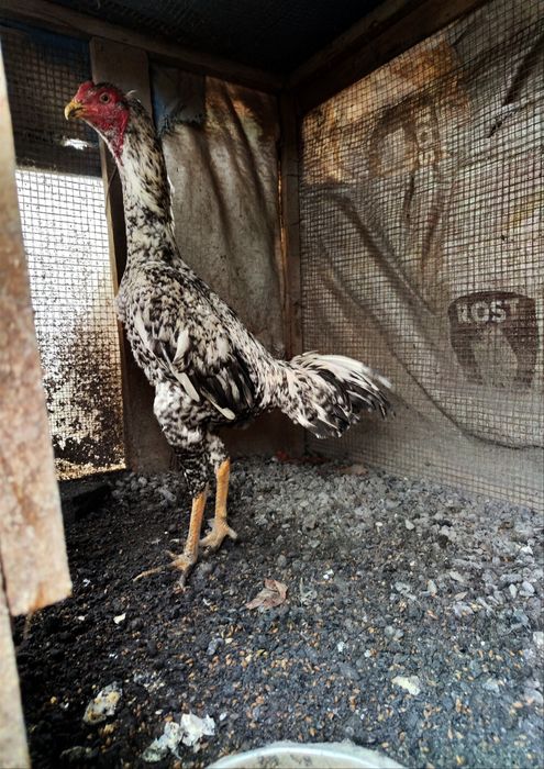 Петух Шамо бойцовый