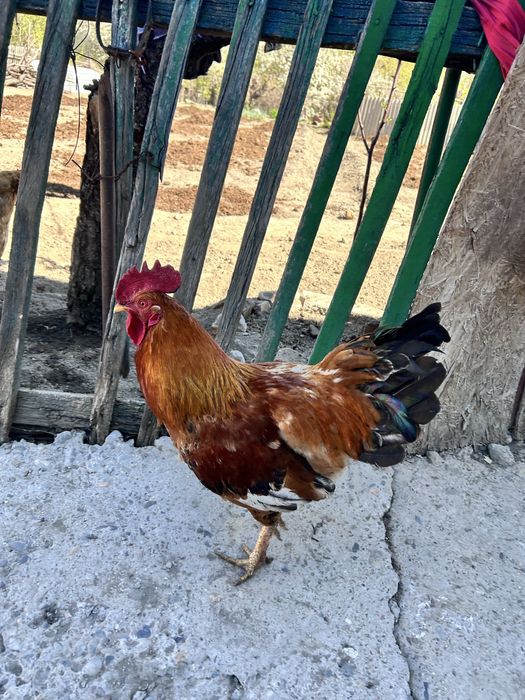 Жас әтеш сатамын