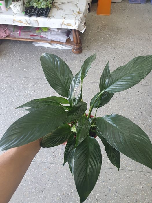 Spatifilum qora Спатифилум чёрный женская счастья