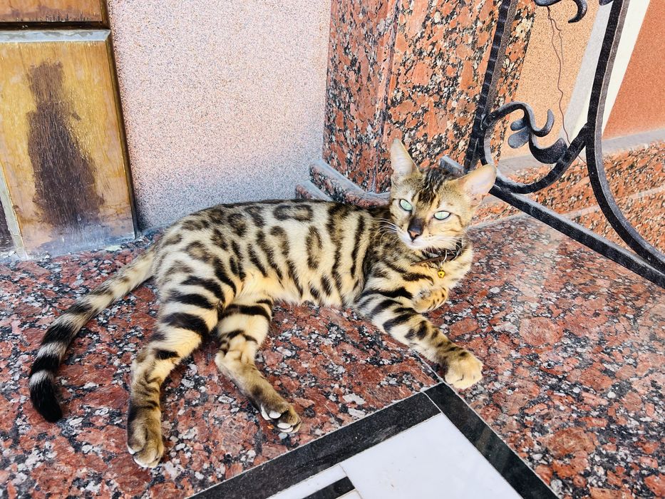 Продаётся бенгальская кошечка