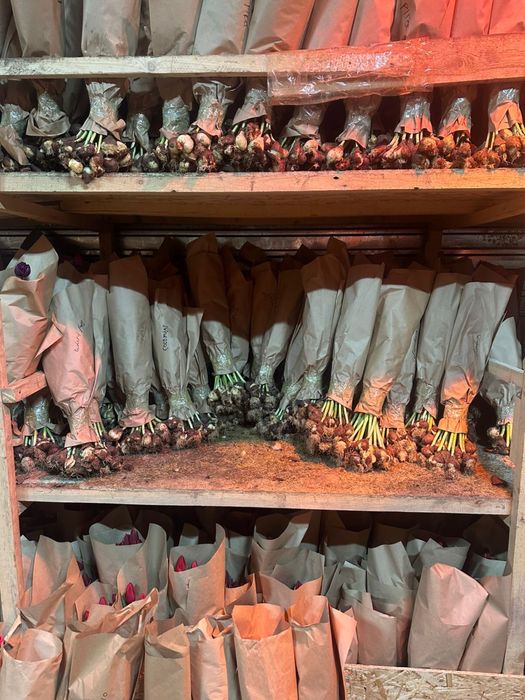 Тюльпаны по 400