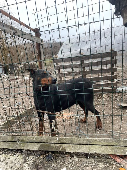 Catelusa Doberman (2 ani )