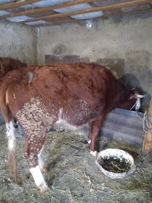 Кашар сатылады полторашка