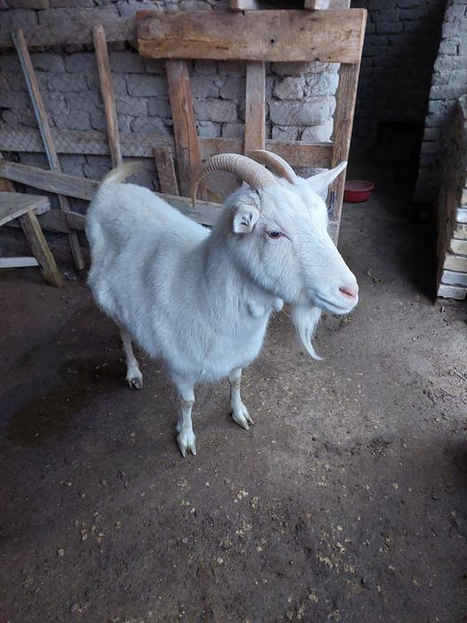 Сүтті ешкілер сатылады